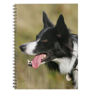 Border Collie Panting Headshot 2 Notebook