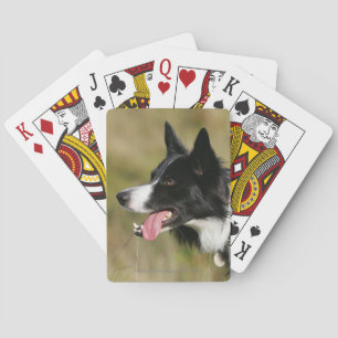Border Collie Panting Headshot 2 Playing Cards