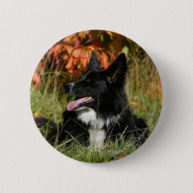 Border Collie Panting Laying Down 6 Cm Round Badge (Front)