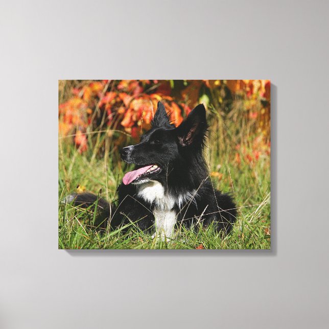 Border Collie Panting Laying Down Canvas Print (Front)
