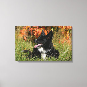 Border Collie Panting Laying Down Canvas Print