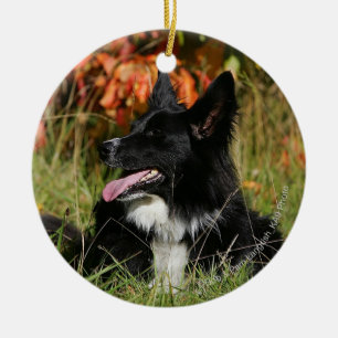 Border Collie Panting Laying Down Ceramic Tree Decoration