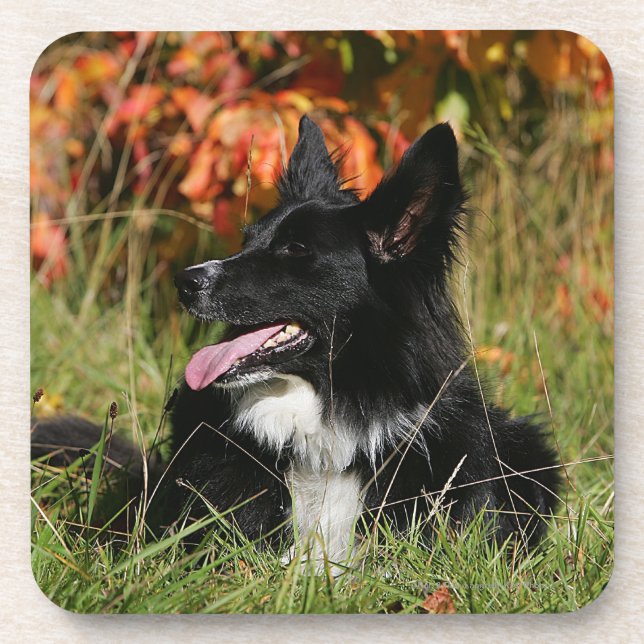 Border Collie Panting Laying Down Coaster (Front)