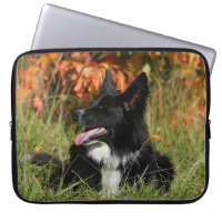 Border Collie Panting Laying Down