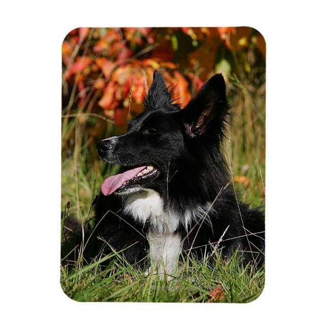 Border Collie Panting Laying Down Magnet (Vertical)
