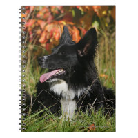 Border Collie Panting Laying Down