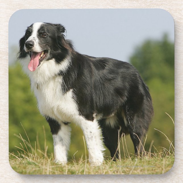 Border Collie Panting Standing Coaster (Front)