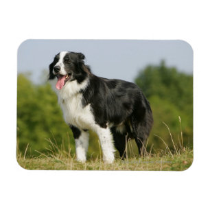 Border Collie Panting Standing Magnet