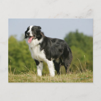 Border Collie Panting Standing Postcard