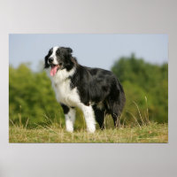 Border Collie Panting Standing