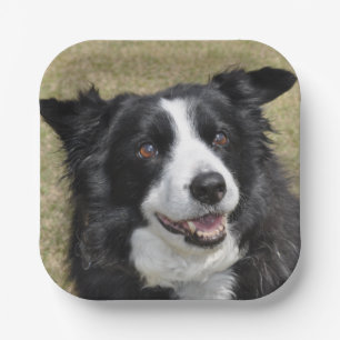 Border Collie Paper Plate