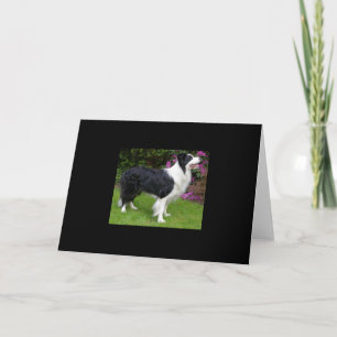 Border Collie Pet Dog Animal Cute Destiny Gift Card