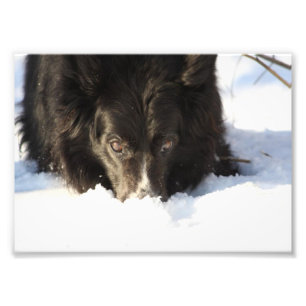 Border Collie Photo