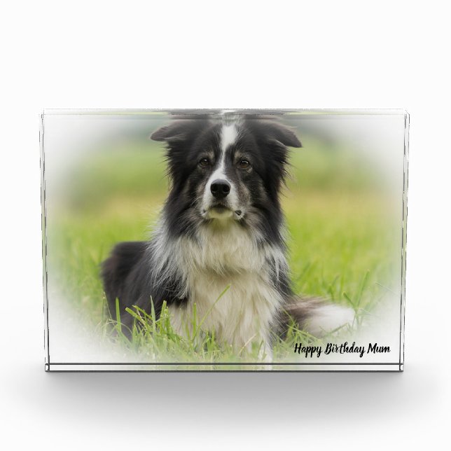 Border Collie Photo Block (Front)