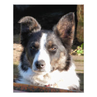 BORDER COLLIE