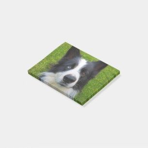 Border Collie Post-it Notes