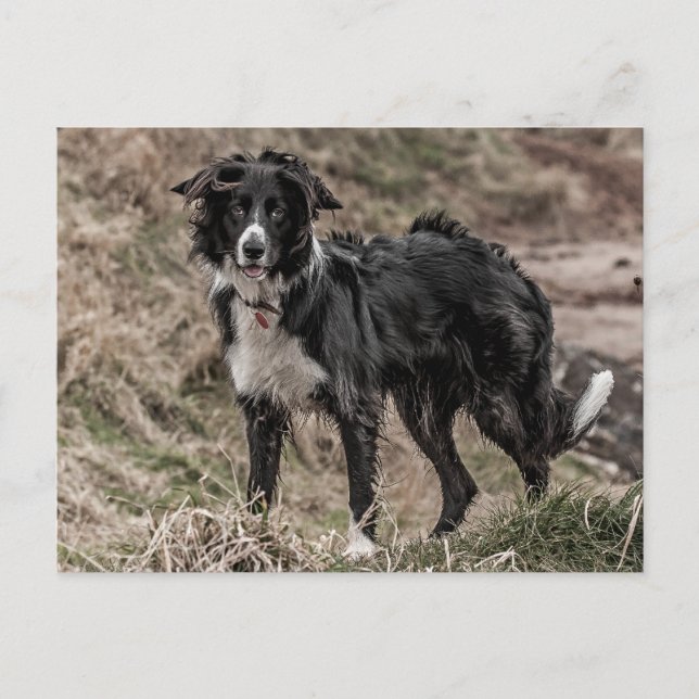 Border Collie Postcard (Front)
