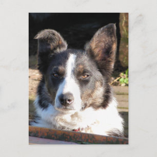 BORDER COLLIE POSTCARD