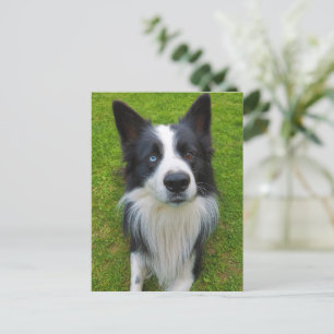 Border Collie Postcard