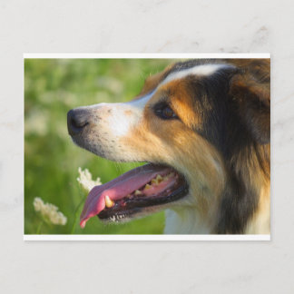 Border Collie Postcard