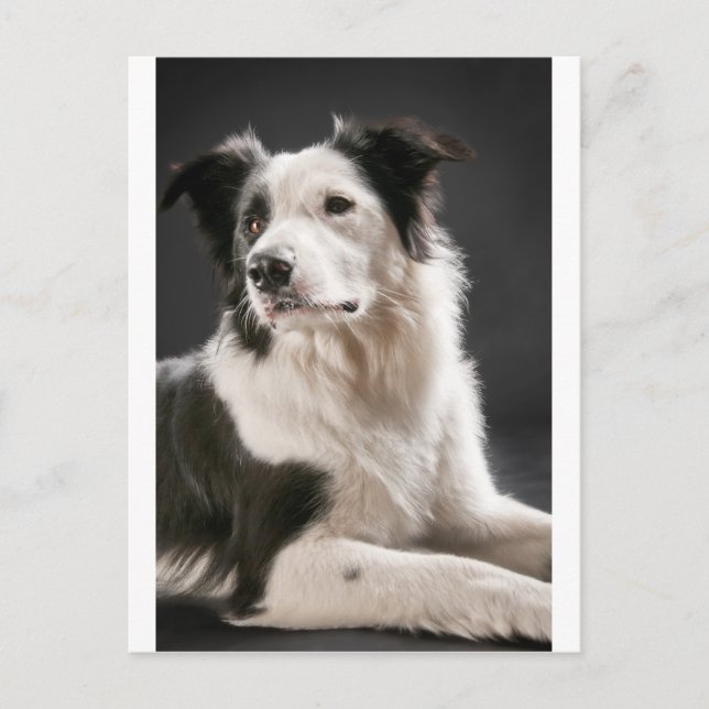 Border collie postcard (Front)