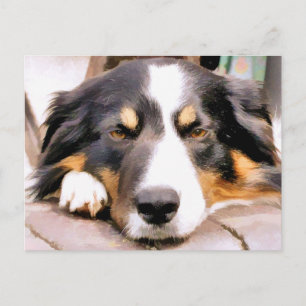 BORDER COLLIE POSTCARD