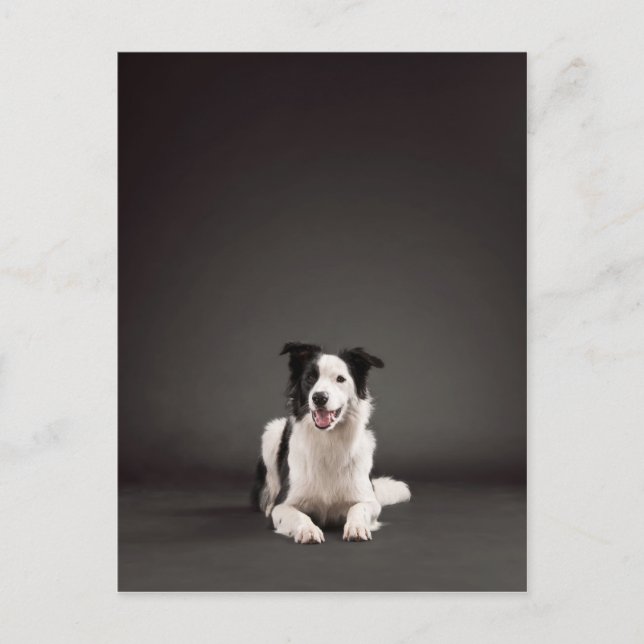 Border collie postcard (Front)
