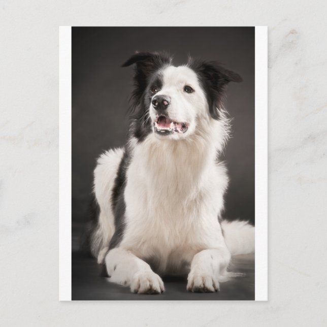 Border collie postcard (Front)