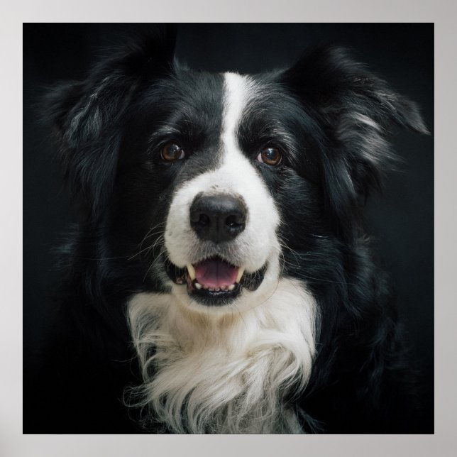 Border Collie Poster (Front)