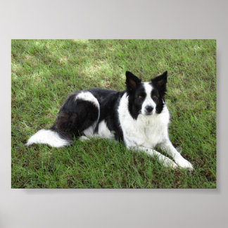 Border Collie Poster