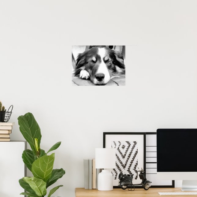 BORDER COLLIE POSTER (Home Office)
