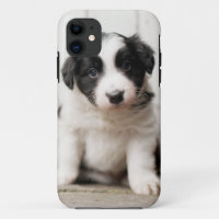 Border Collie Puppy