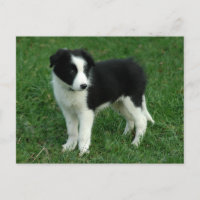 Border Collie Puppy Dog - Blank, Hello, Love