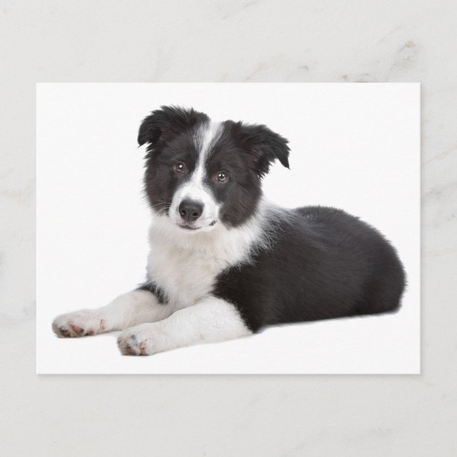Border Collie Puppy Dog - Blank, Hello, thank you Postcard (Front)