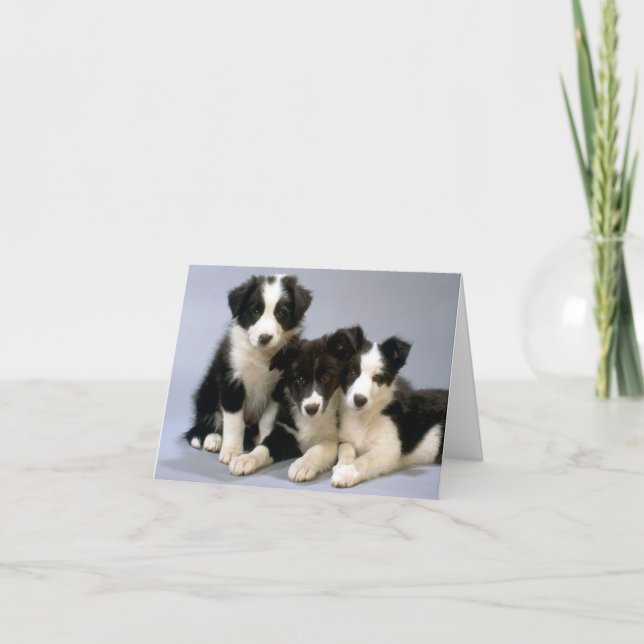 Border Collie Puppy Dog Blank Note Card (Front)