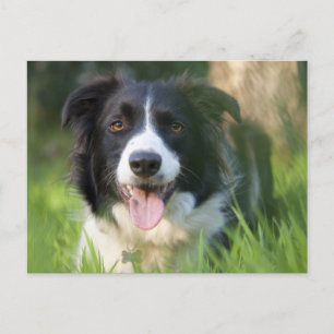Border Collie Puppy Dog - Blank Postcard