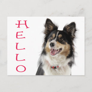 Border Collie Puppy Dog Greeting Post Card