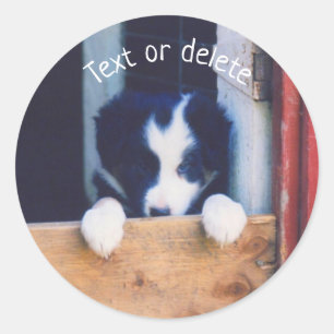 Border Collie Puppy Dog Personalised Classic Round Sticker