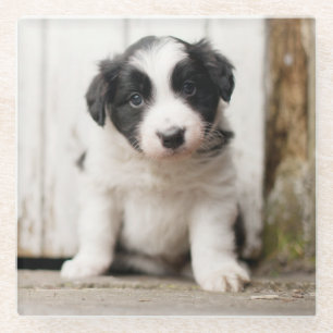 Border Collie Puppy Glass Coaster