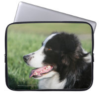 Border Collie Puppy Laying Down