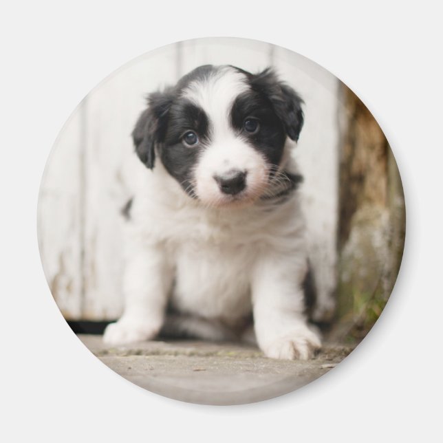 Border Collie Puppy Magnet (Front)