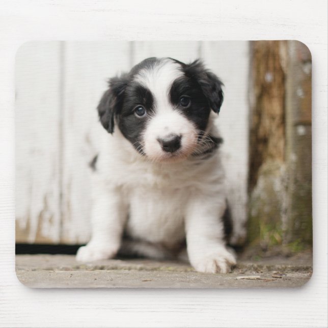 Border Collie Puppy Mouse Pad (Front)