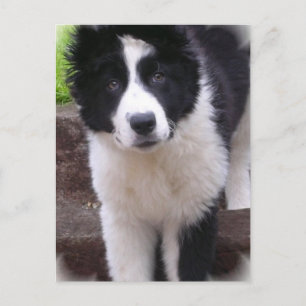Border Collie Puppy Postcard