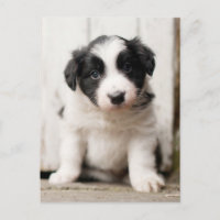 Border Collie Puppy