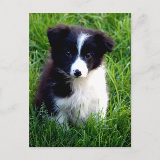 Border Collie Puppy Postcard (Front)