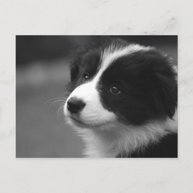 Border Collie Puppy Postcard (Front)