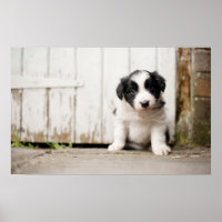 Border Collie Puppy