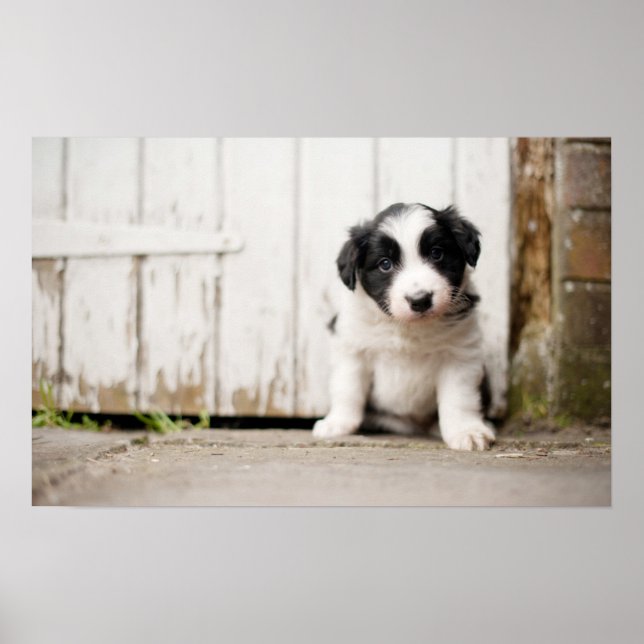 Border Collie Puppy Poster (Front)