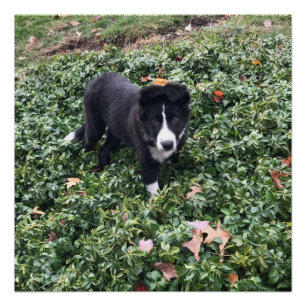Border Collie Puppy Poster