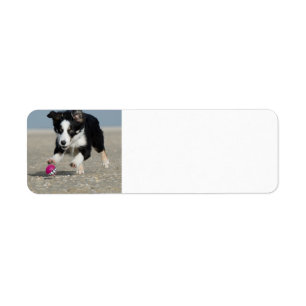 border collie puppy running on beach with toy